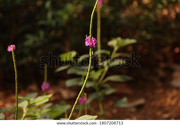 Stachytarpheta urticifolia