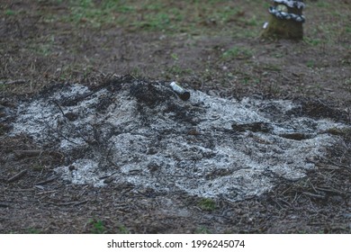 Stack Of Ashes After Camp Fire Ih The Woods. Empty Beer Can In Ashes. Fireplace In Meadow.