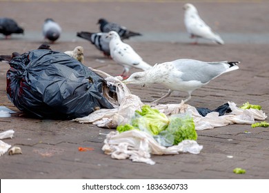 Stack of black garbage on street, White seagull and dove or pigeon is pinching the trash, Pile of plastic bin bags on street evening before the officer to collect in next day, Amsterdam, Netherlands.