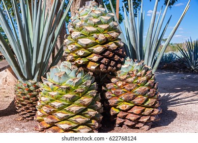 Stack of blue agave pineapples used for making tequila near Valladolid, Mexico