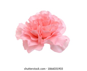 Stack Carnation flowers on white background