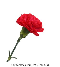 Stack Carnation flowers on white background