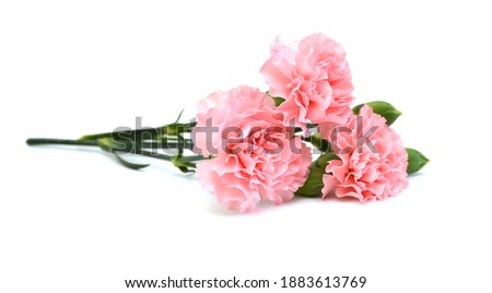Stack Carnation flowers on white background