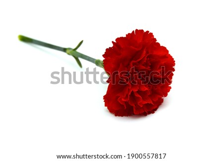 Stack Carnation flowers on white background