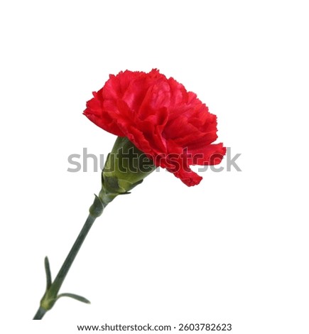 Stack Carnation flowers on white background