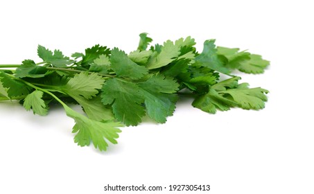 Stack Cilantro In White Background