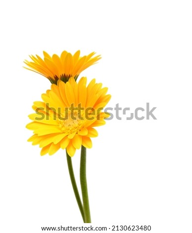Stack colorful Gerber flowers isolated on white 