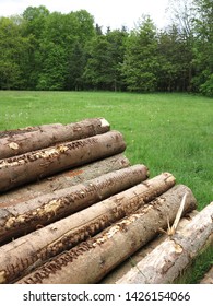 Stack of coniferous wood in the forest, tree trunks piled up