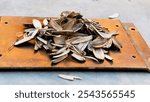 A stack of covers of sunflower seeds