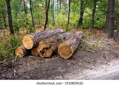 Stack Of Cut Down Trees In The Green Forest