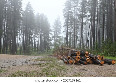 a stack of cut loges next to a road in a lodgepole pine forest on a foggy morning