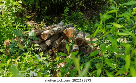 Stack of Cut Logs in Forest Clearing Surrounded by Green Vegetation