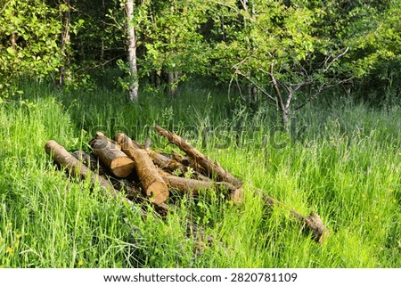 Stack of cut logs lies in long grass at edge of woodland glade, left in place as deadwood habitat for invertebrates, fungi and small mammals