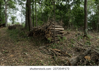 A stack of cut logs neatly arranged in a row beside a forest road on a summer day. Ready for transport and distribution to customers. Concept of firewood preparation