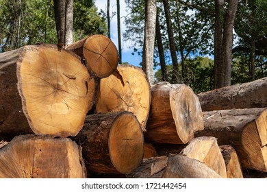 Stack Of Cut Lumber In Knysna Forest