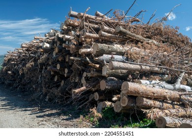 Stack of cut pines for firewood