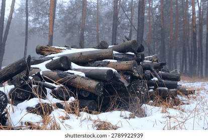 A stack of cut timber lies on the ground covered in snow, surrounded by tall pine trees in a misty woodland setting