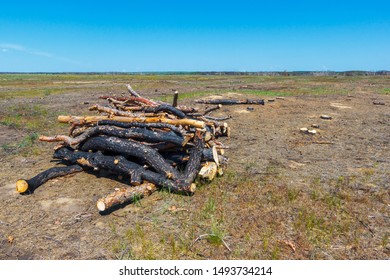 The stack of cutting pine trunks. Cleanup of place after last year forest wildfire.