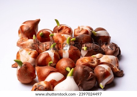 A stack of Darwin hybrid tulip bulbs mixed to create a spectacular display of colours with bold-headed flowers. Some of them are beginning to sprout. Close-up on white background. Concept of gardening