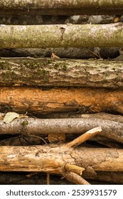 Stack of different wood logs