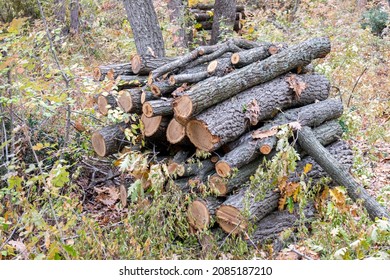 Stack of dried firewood of birch wood. Pile of felled pine trees felled by the logging timber industry.