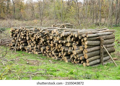 Stack of dried firewood of birch wood. Pile of felled pine trees felled by the logging timber industry.