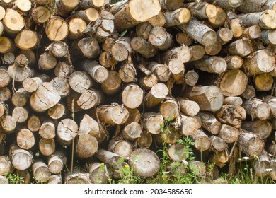 stack of dried wood of small cut trunks of ash trees or poplar trees - Shutterstock ID 2034585650