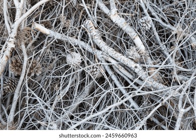 Stack of dry chopped pine tree branches and cones for kindling