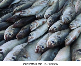 A Stack Of European Anchovy Fish