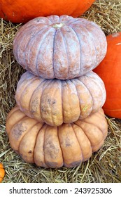 stack of Fairytale Squash at pumpkin patch
