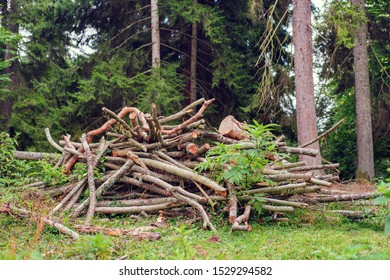 Stack of fire woods in the pine forest