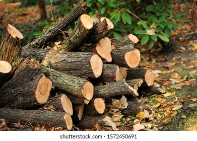   A stack of firewood to dry