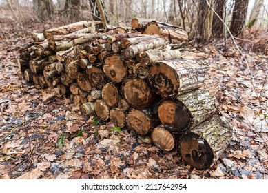 Stack of firewood in forest on a winter day.