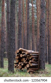 Stack of firewood in pine forest