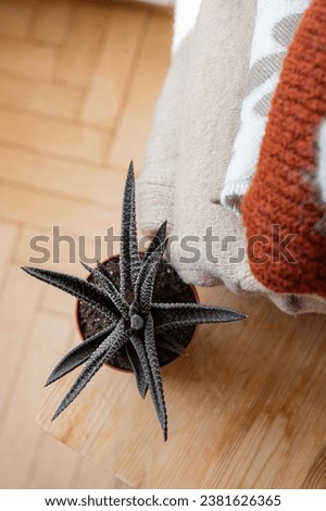 A stack of folded knitted sweaters close-up with a flower. Autumn or winter background. Autumn or winter season, Stack of cashmere clothes. clothes made from natural materials. Home comfort