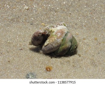 24 Slipper limpets Images, Stock Photos & Vectors | Shutterstock