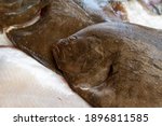 Stack of fresh brill fish (Scophthalmus rhombus) is a species of flatfish, sold it at matket,seafood.