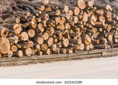 Stack of fresh cut logs in pile next to a country road on a sunny day.