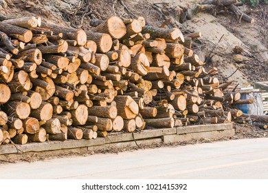 Stack of fresh cut logs in pile next to a country road on a sunny day.