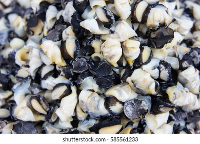 Stack of fresh sea shell (whelk) sliced at fish market jetty. For seafood, food, kitchen, texture and background.