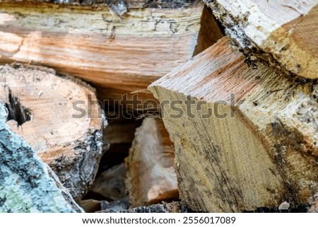 A stack of freshly cut logs awaits winter’s chill. Each piece reflects effort and foresight, holding the promise of warmth, comfort, and readiness for the frosty months ahead.