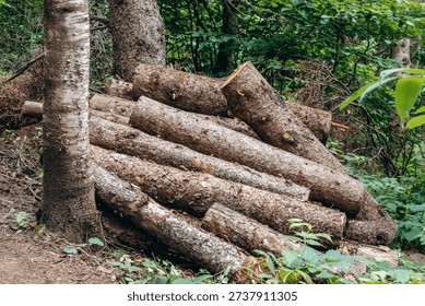 Stack of freshly cut logs piled along Eucher Trail in the forest of the Saguenay region