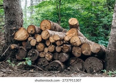 Stack of freshly cut logs piled along Eucher Trail in the forest of the Saguenay region