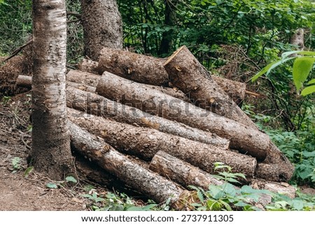 Stack of freshly cut logs piled along Eucher Trail in the forest of the Saguenay region