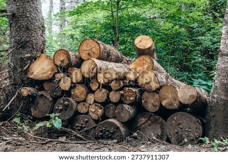 Stack of freshly cut logs piled along Eucher Trail in the forest of the Saguenay region