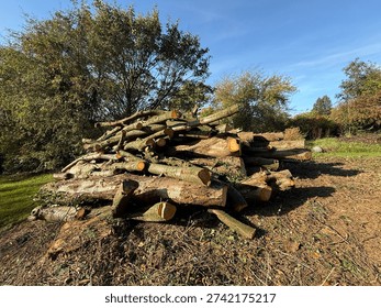 A stack of freshly cut logs sits in a sunny woodland clearing, surrounded by tall trees that cast long shadows across the ground near Rookes Lane, Halifax, UK.