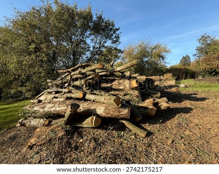 A stack of freshly cut logs sits in a sunny woodland clearing, surrounded by tall trees that cast long shadows across the ground near Rookes Lane, Halifax, UK.