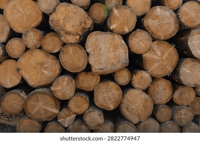 Stack of freshly cut timber logs showing natural wood grain and annual growth rings in a neatly arranged pile.