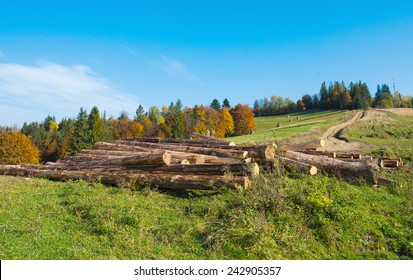 Stack of freshly cut tree logs