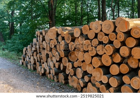 Stack of freshly cut tree logs lined up along a forest path in the early morning sun. Concept of forestry, sustainable wood harvesting, and natural resources. High quality photo